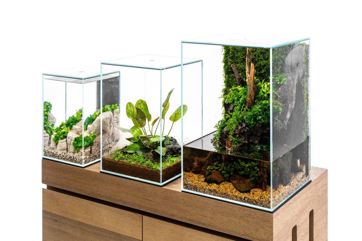 Das Bild zeigt drei transparente, würfelförmige Terrarien unterschiedlicher Größe, die auf einer hölzernen Oberfläche stehen. Jedes Terrarium ist auf seine eigene Art gestaltet und beherbergt verschiedene Pflanzen und Dekorationselemente.