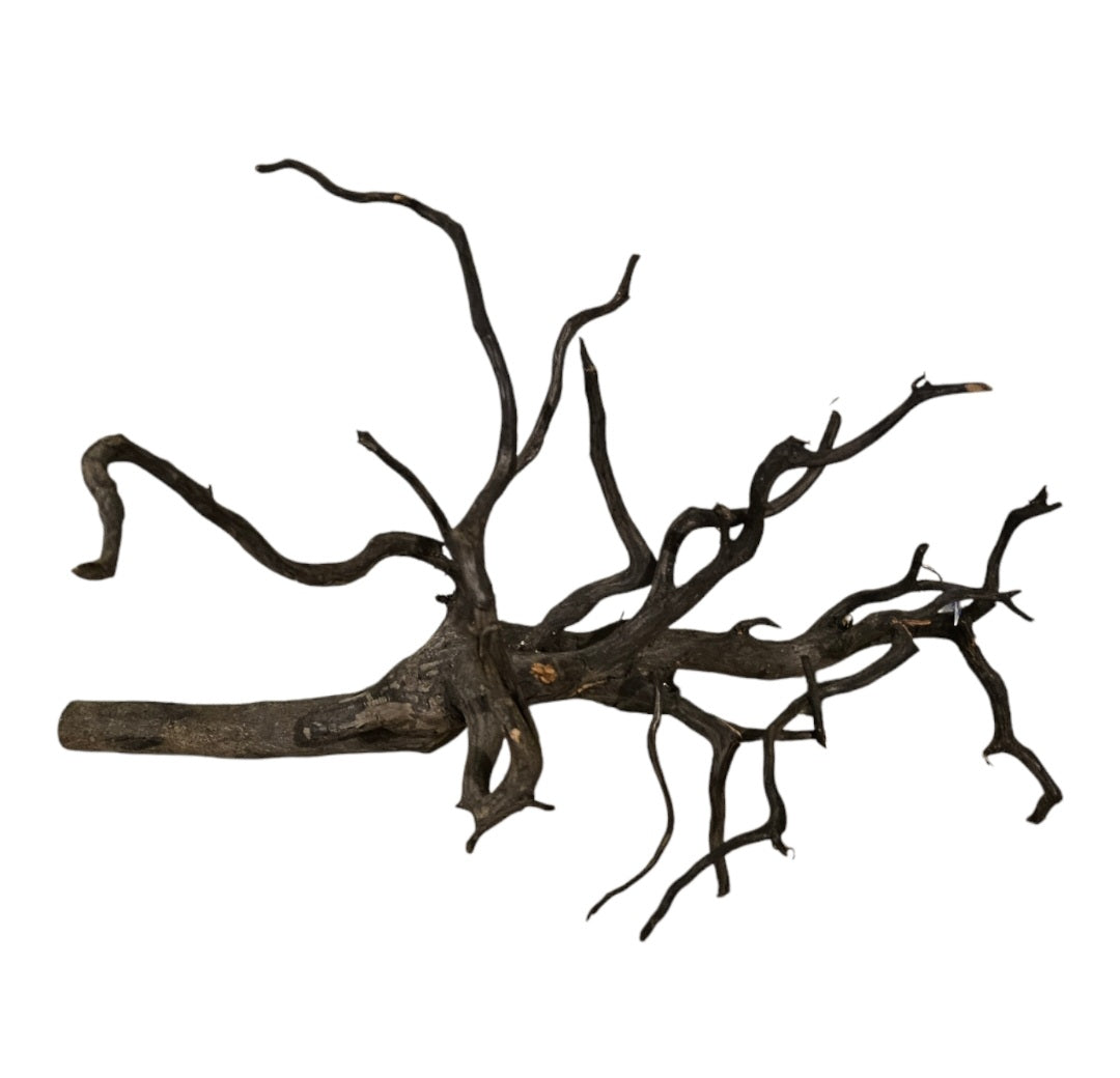 Rasamala Black Scaper Root  Nr.753