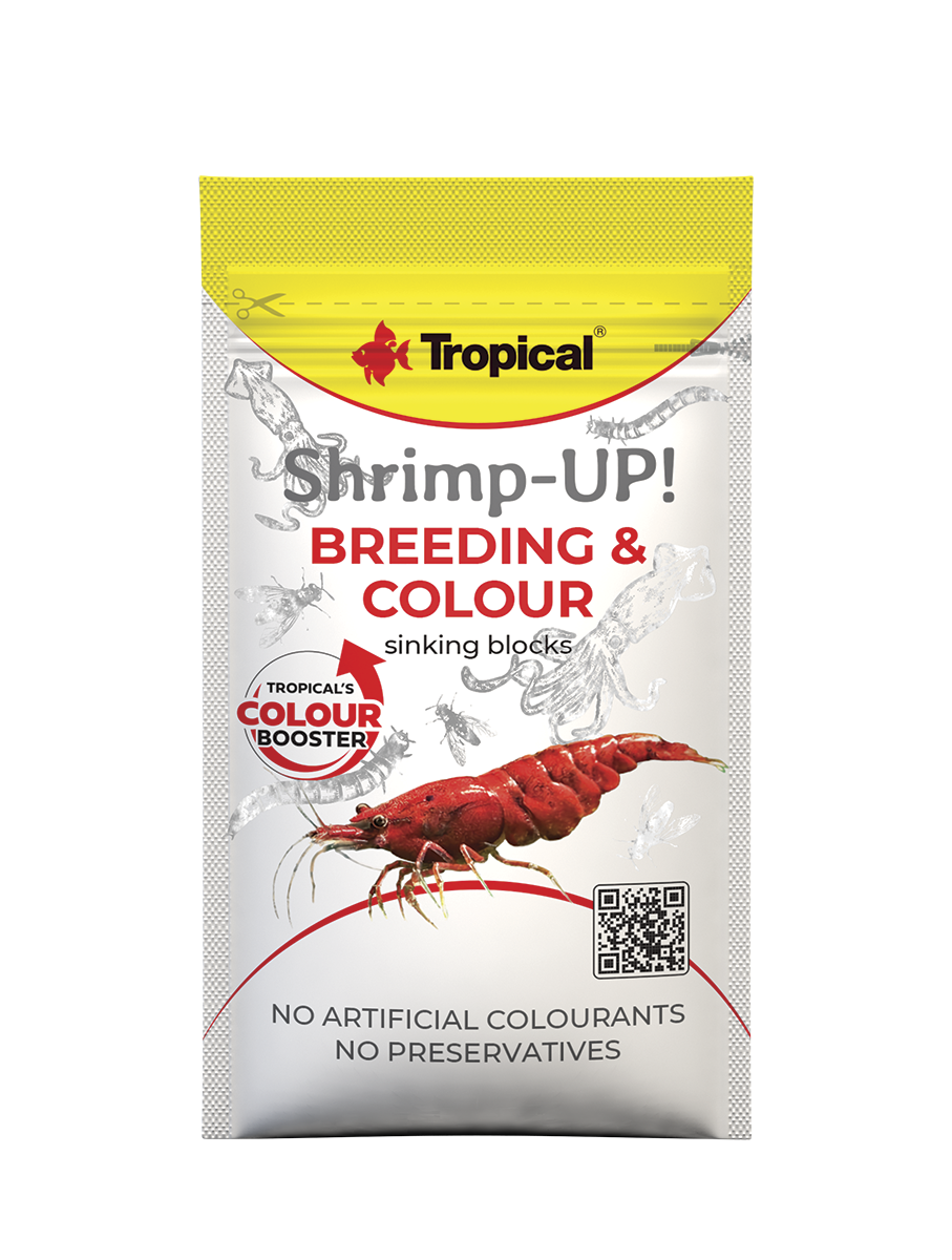 Tropical Shrimp-Up! Breeding & Colour