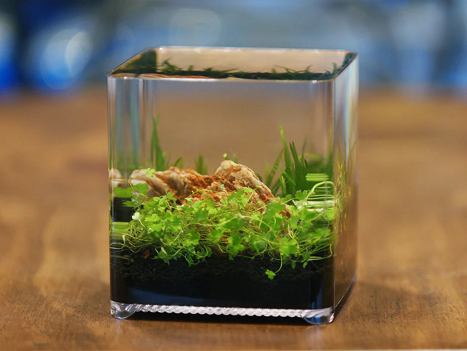 Ziss ZT-14 Betta Box 2,4L
