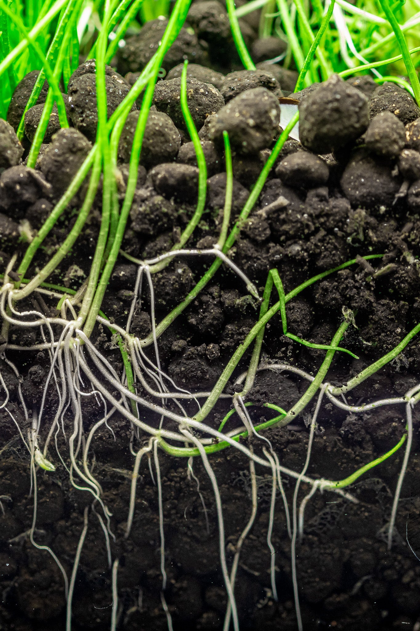 Dennerle Plants Soil