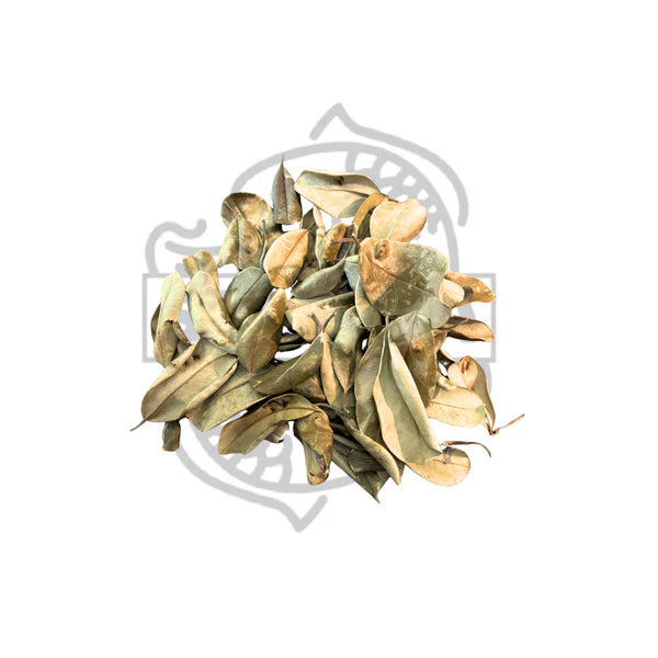 Palu Baum Blätter  60 Stück