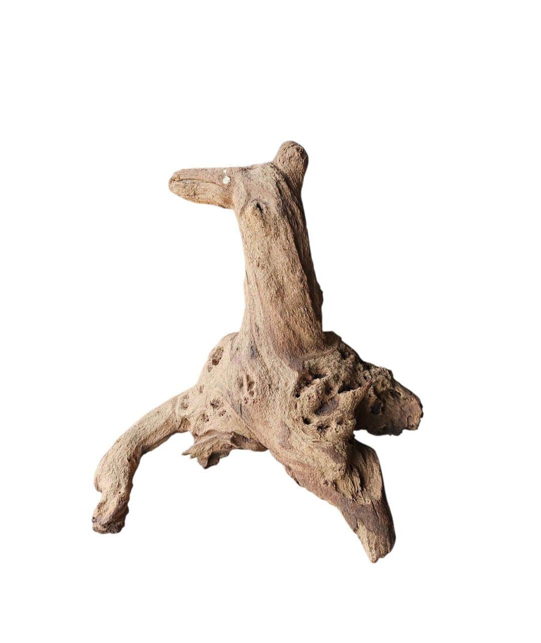 Mopani Wurzel  Nr.822