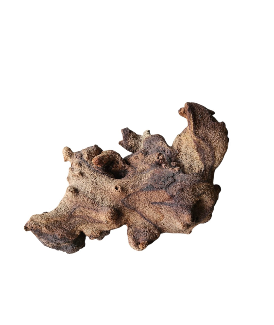 Mopani Wurzel  Nr.823