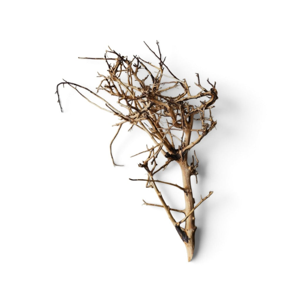 Small tree branches  Nr.669