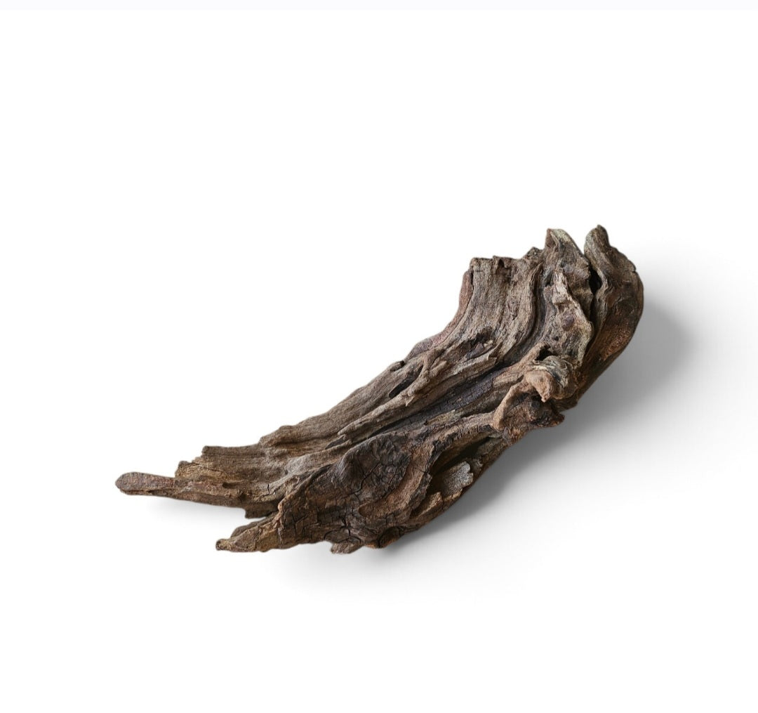 Coral Sinker Wood   Nr.647