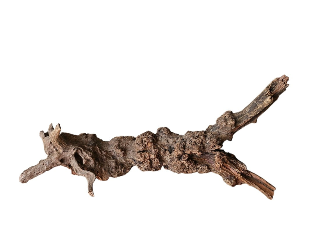 Coral Sinker Wood   Nr. 895
