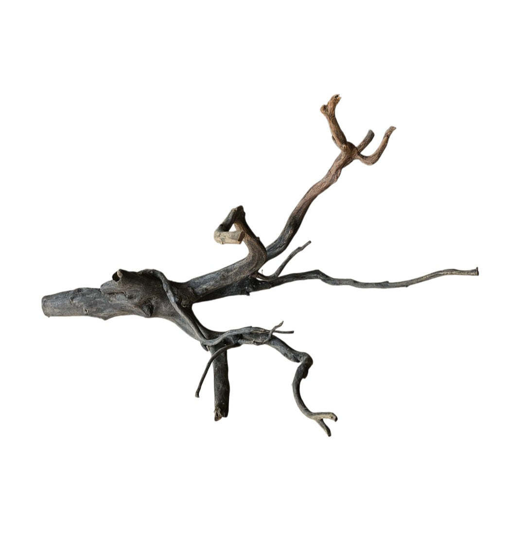 Rasamala Black Scaper Root  Nr.761