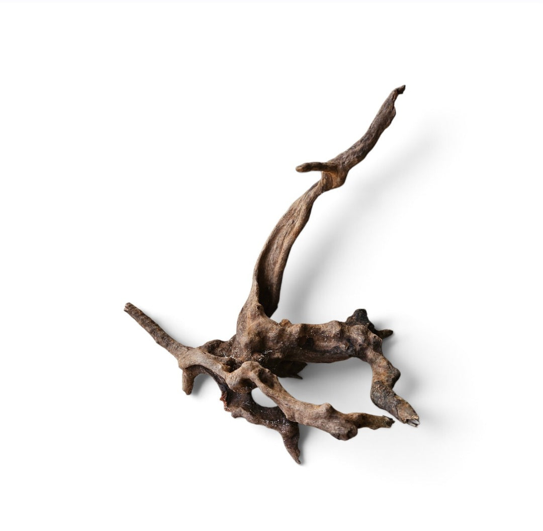 Coral Sinker Wood   Nr.653