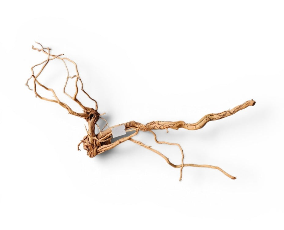 Dragon Wood / Curl Wood   Wurzel315