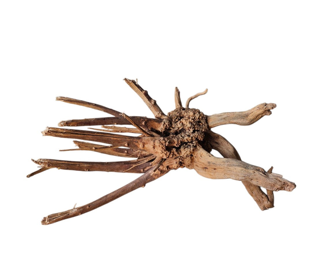 WIO Tree Trunk Wood  Wurzel 295