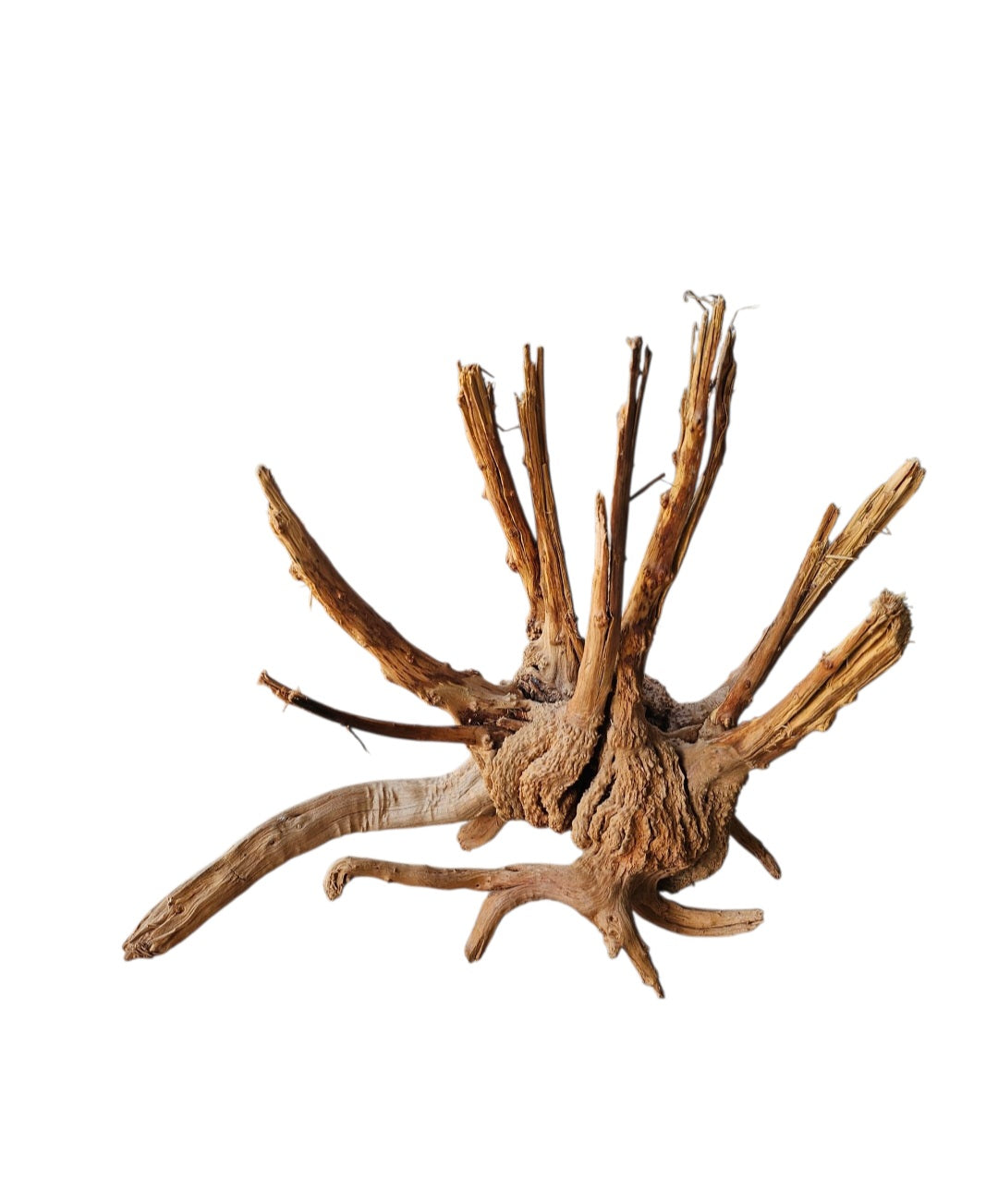 WIO Tree Trunk Wood  Wurzel 296