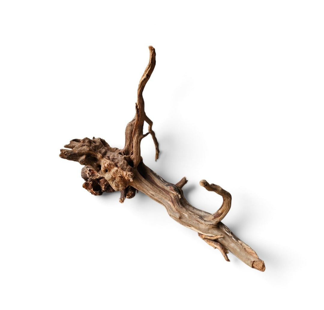 Coral Sinker Wood   Nr.613