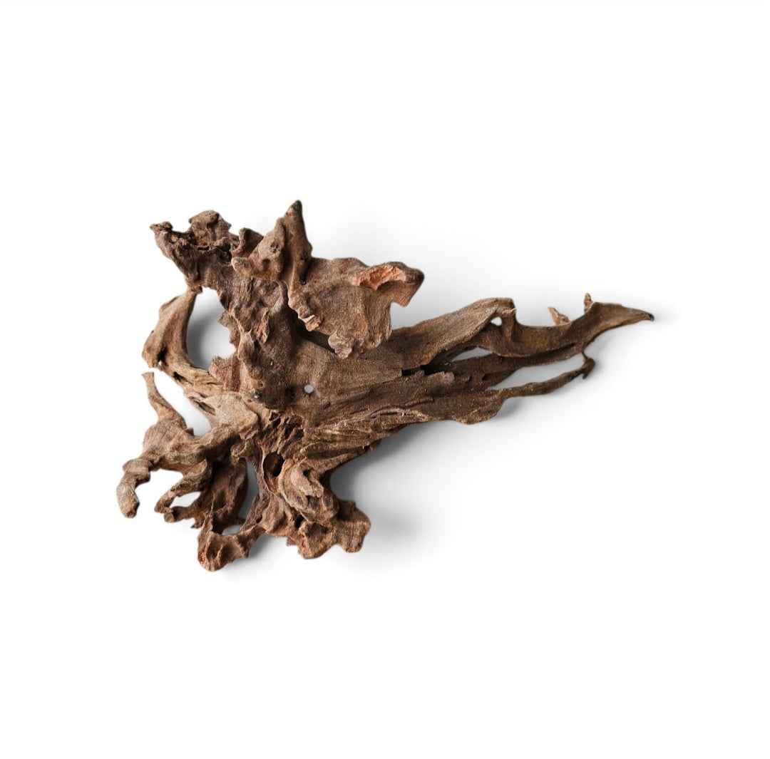 Coral Sinker Wood   Nr.621