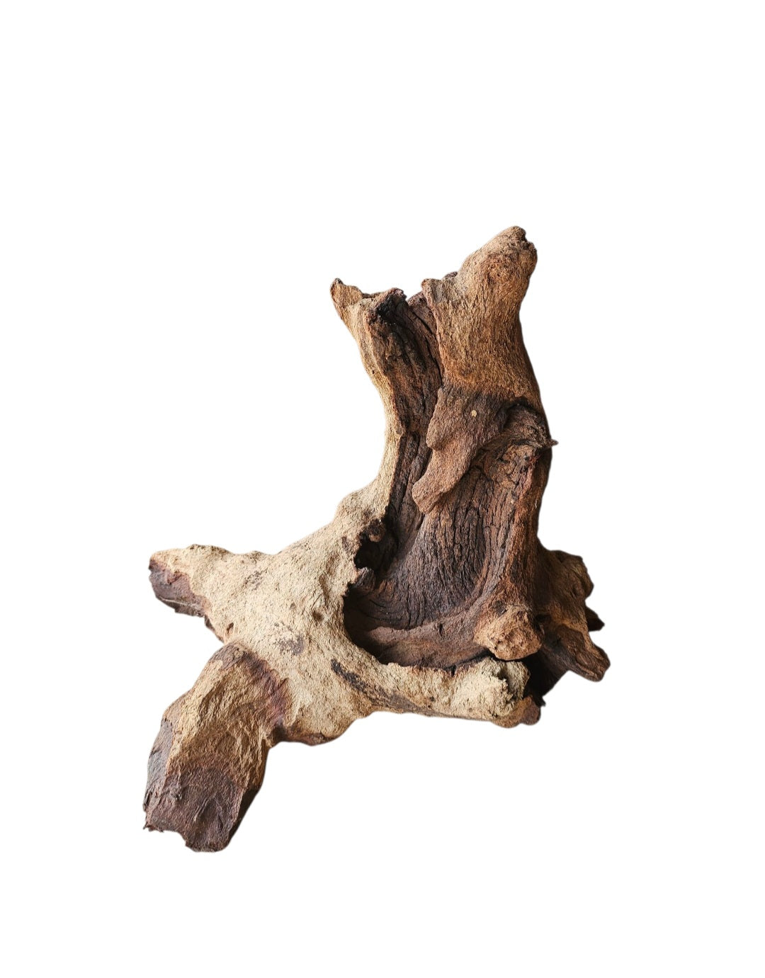 Mopani Wurzel  Nr.824