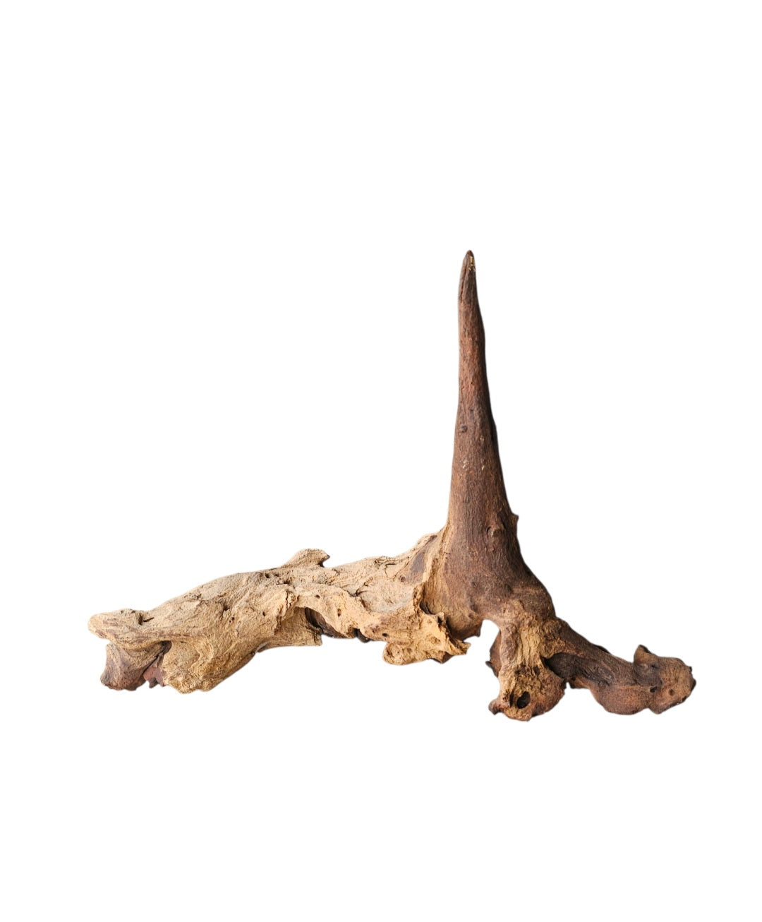 Mopani Wurzel  Nr.816