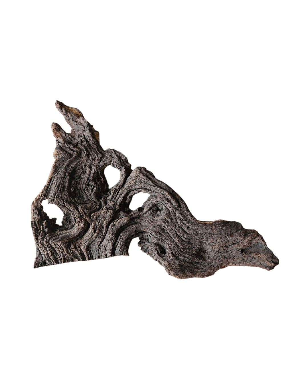 Mopani Wurzel  Nr.729