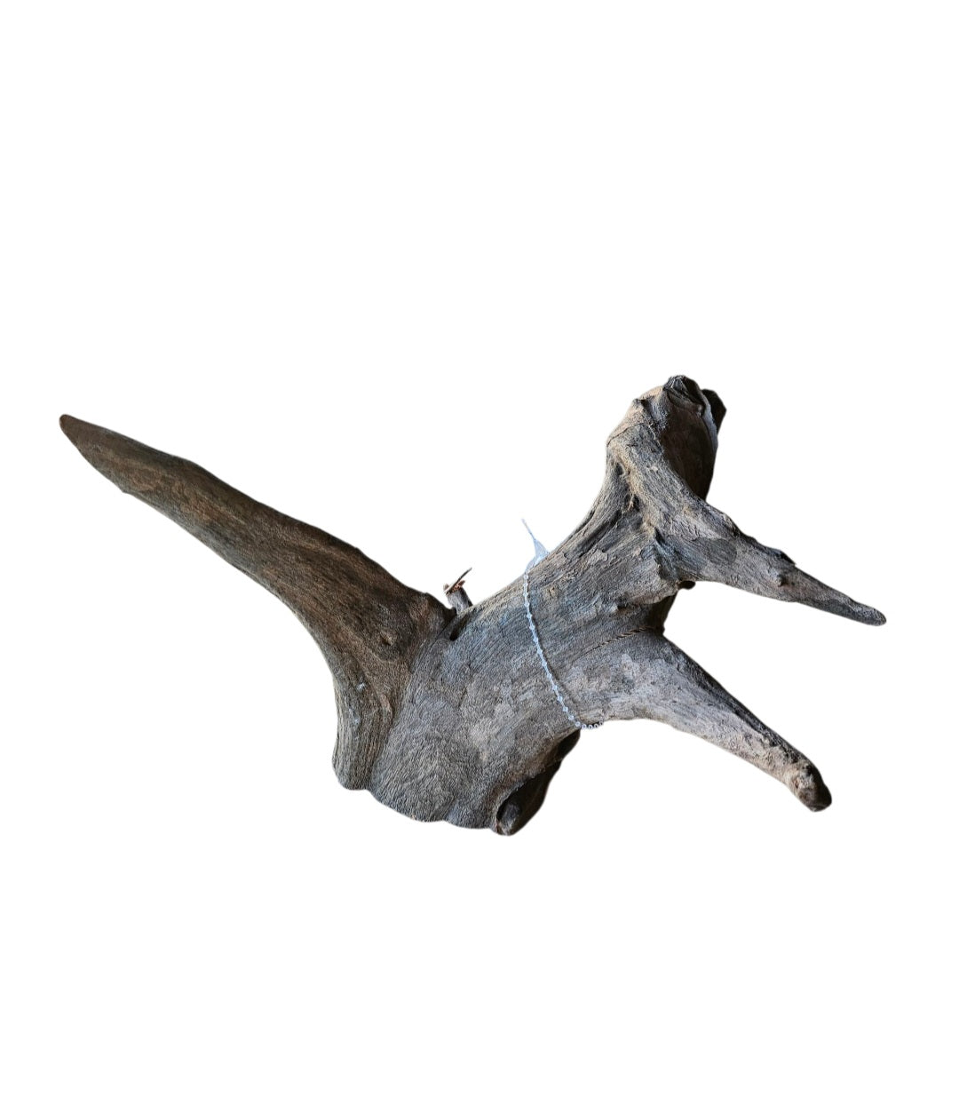 Corbo Wurzel small  Nr.242