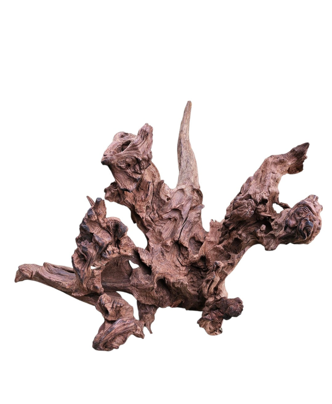 Driftwood / Flusswurzel   Nr. 495