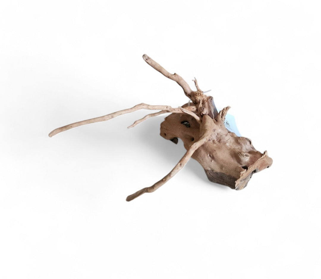 Rote Moorwurzel / Fingerwurzel  Größe S    Nr.908