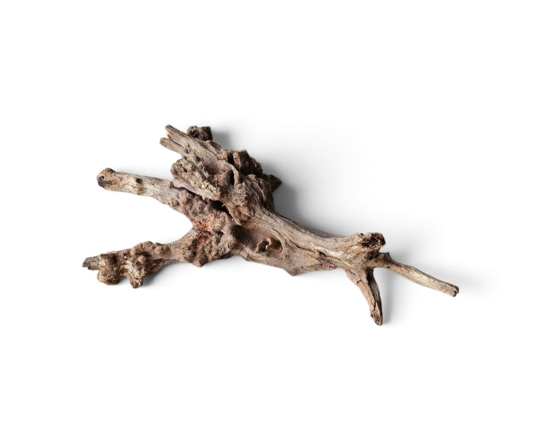 Coral Sinker Wood   Nr.642