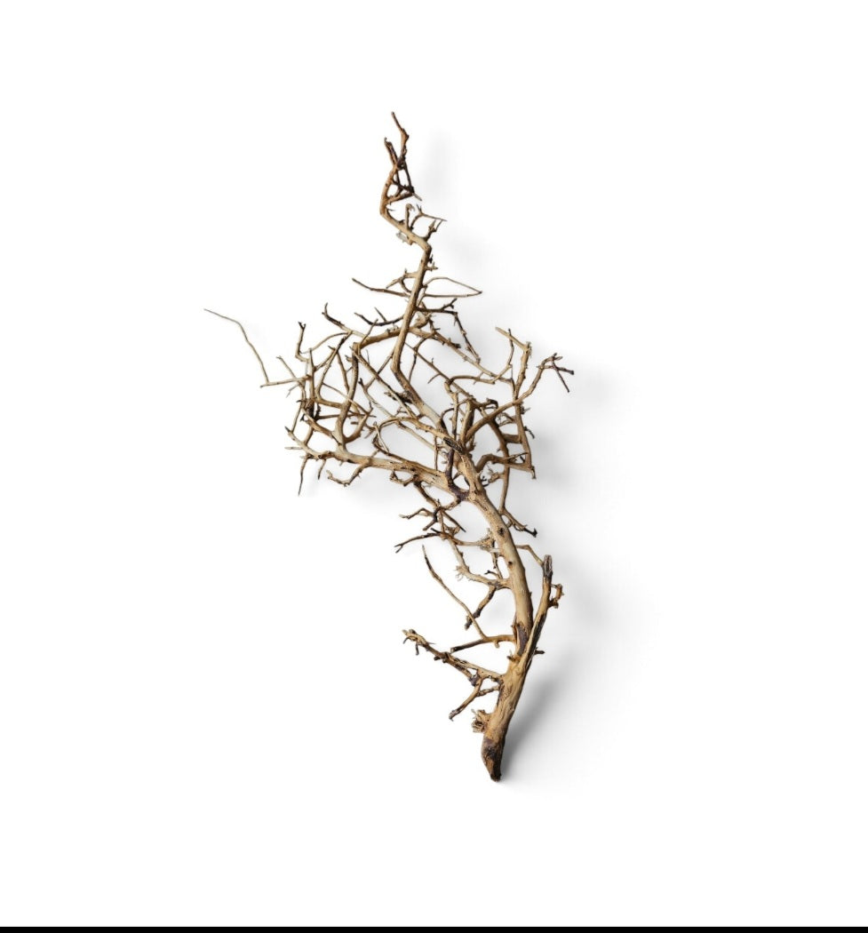 Small tree branches  Nr.673