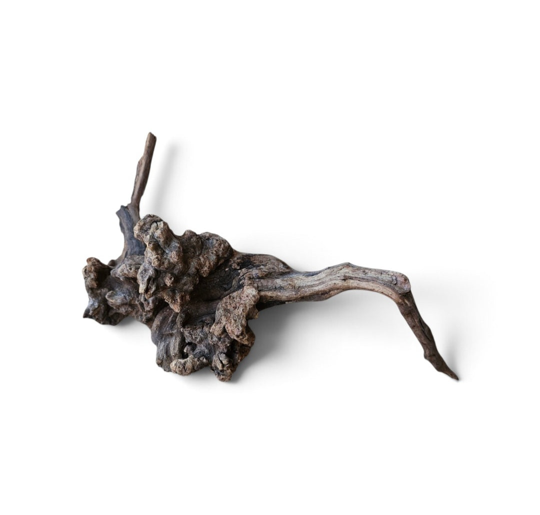 Coral Sinker Wood   Nr.604