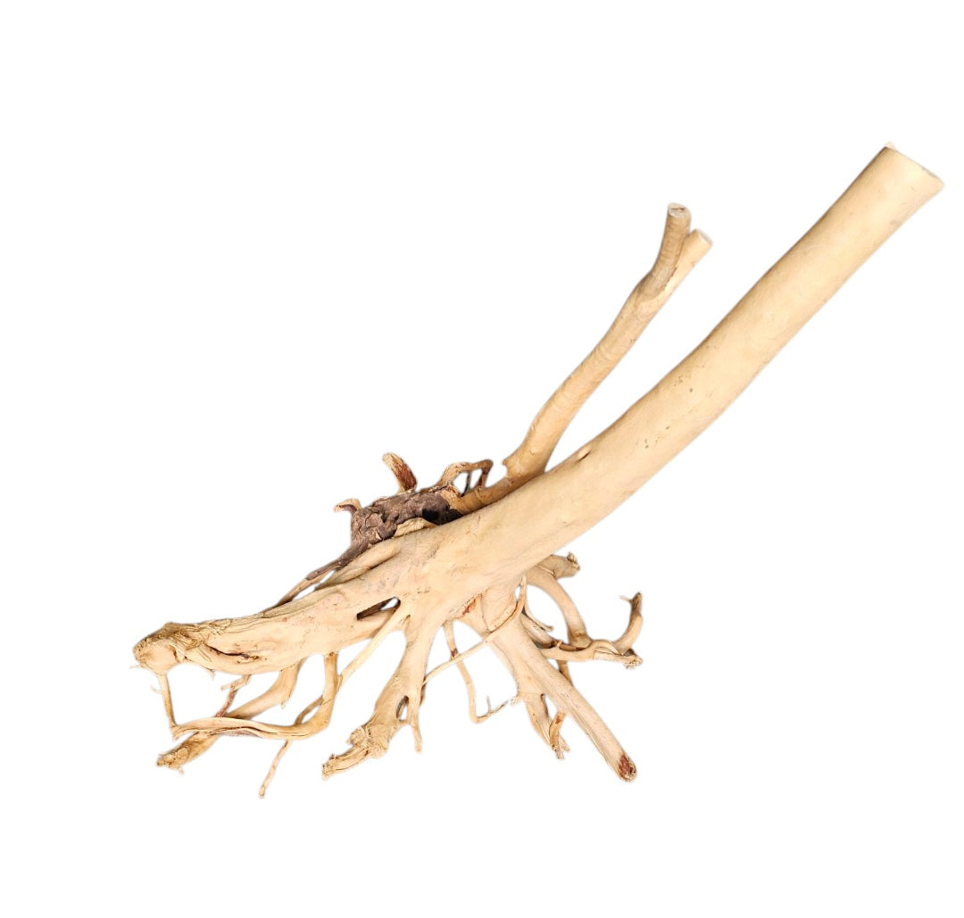 Rainforest Wood Stump  Nr.475