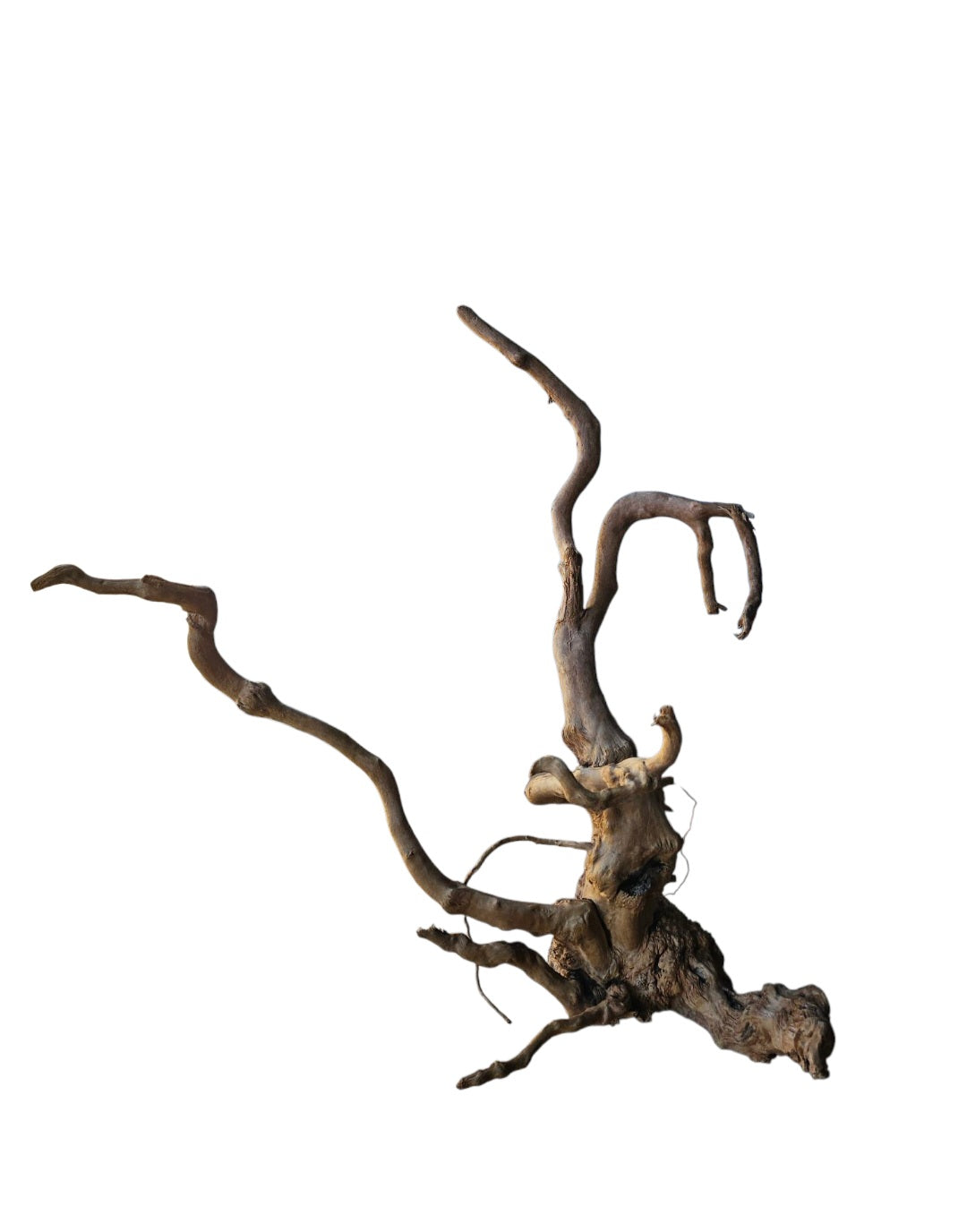 Dunkle Moorwurzel 40-55 cm   Wurzel387