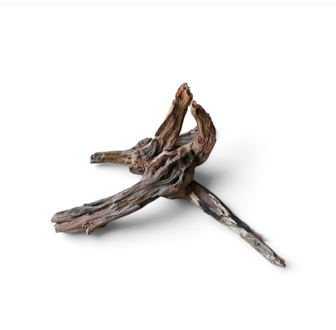 Coral Sinker Wood   Nr.626