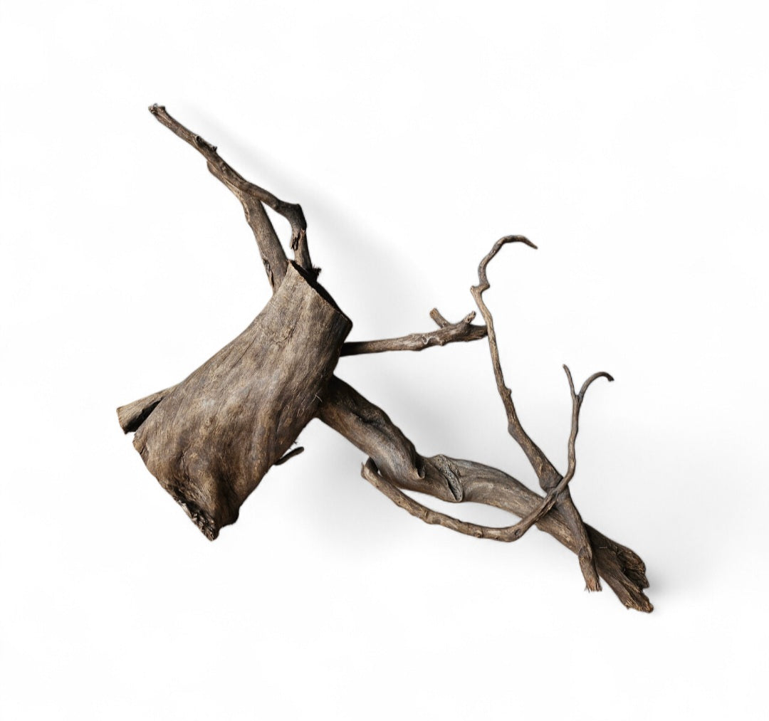 Dunkle Moorwurzel 40-55 cm   Nr.502
