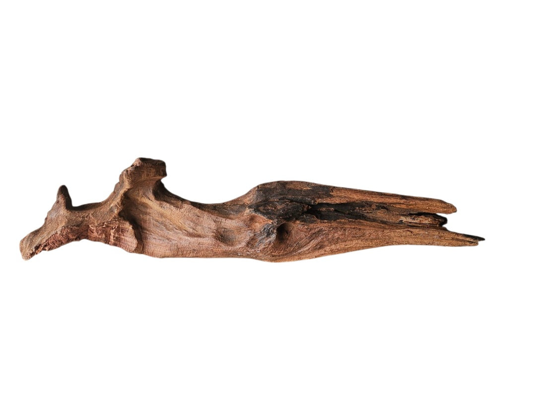 Driftwood / Flusswurzel   Nr.983