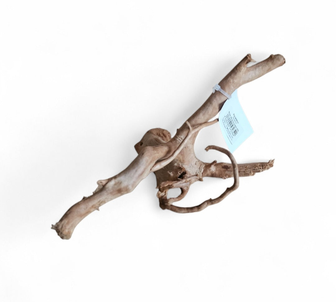 Rote Moorwurzel / Fingerwurzel  Größe S    Nr.5