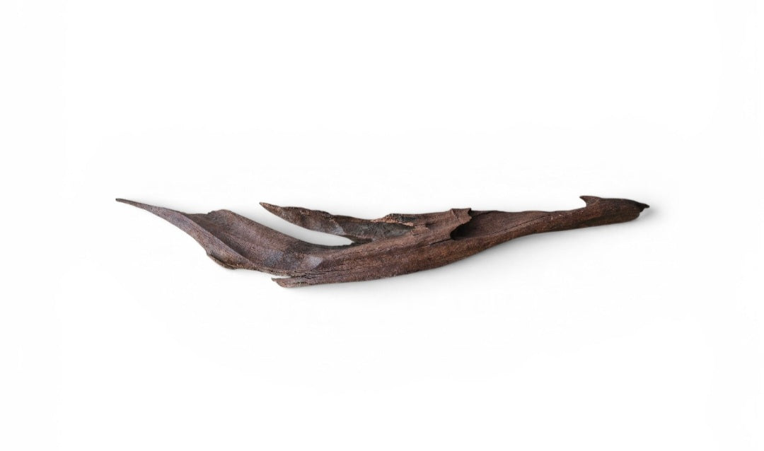 Driftwood / Flusswurzel   Nr.189