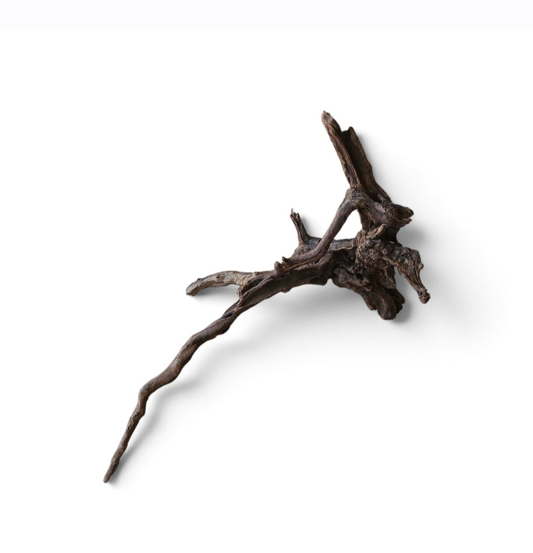 Coral Sinker Wood   Nr.630