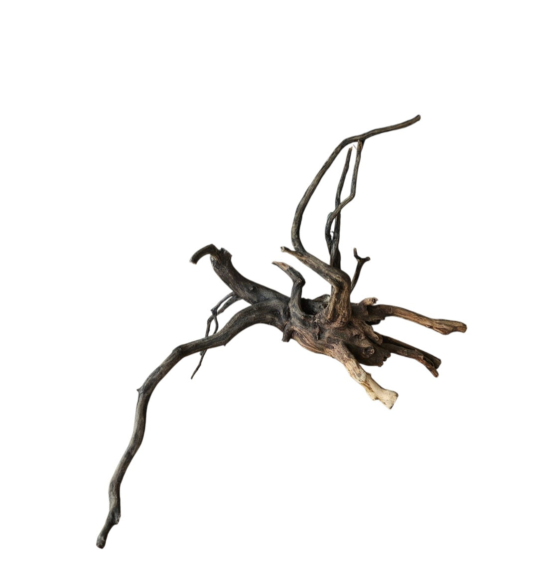 Rasamala Black Scaper Root  Nr.827