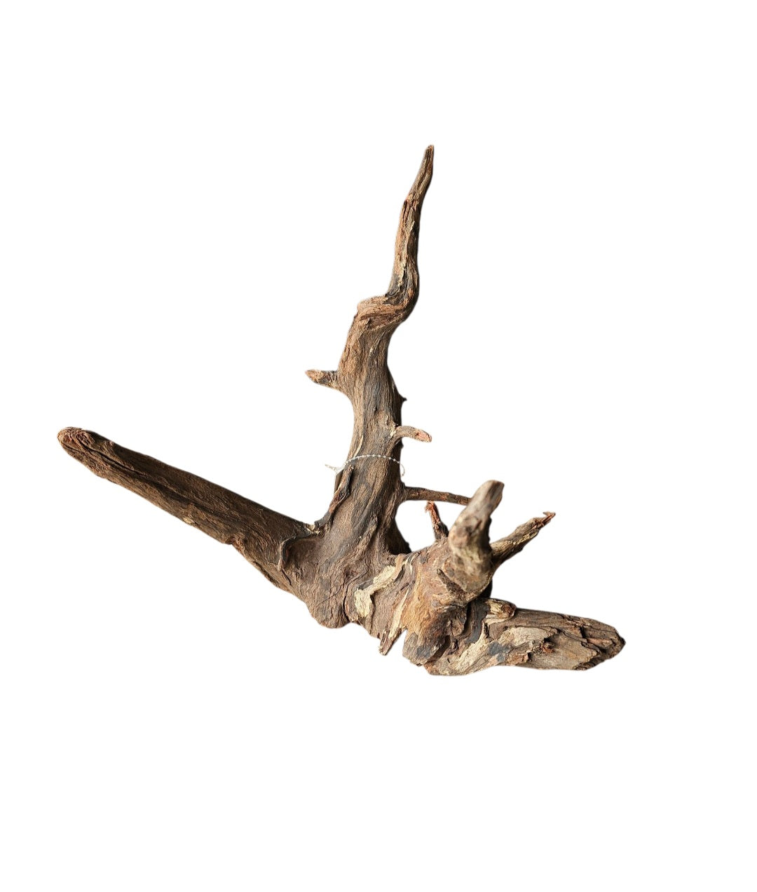 Corbo Wurzel medium  Nr.917