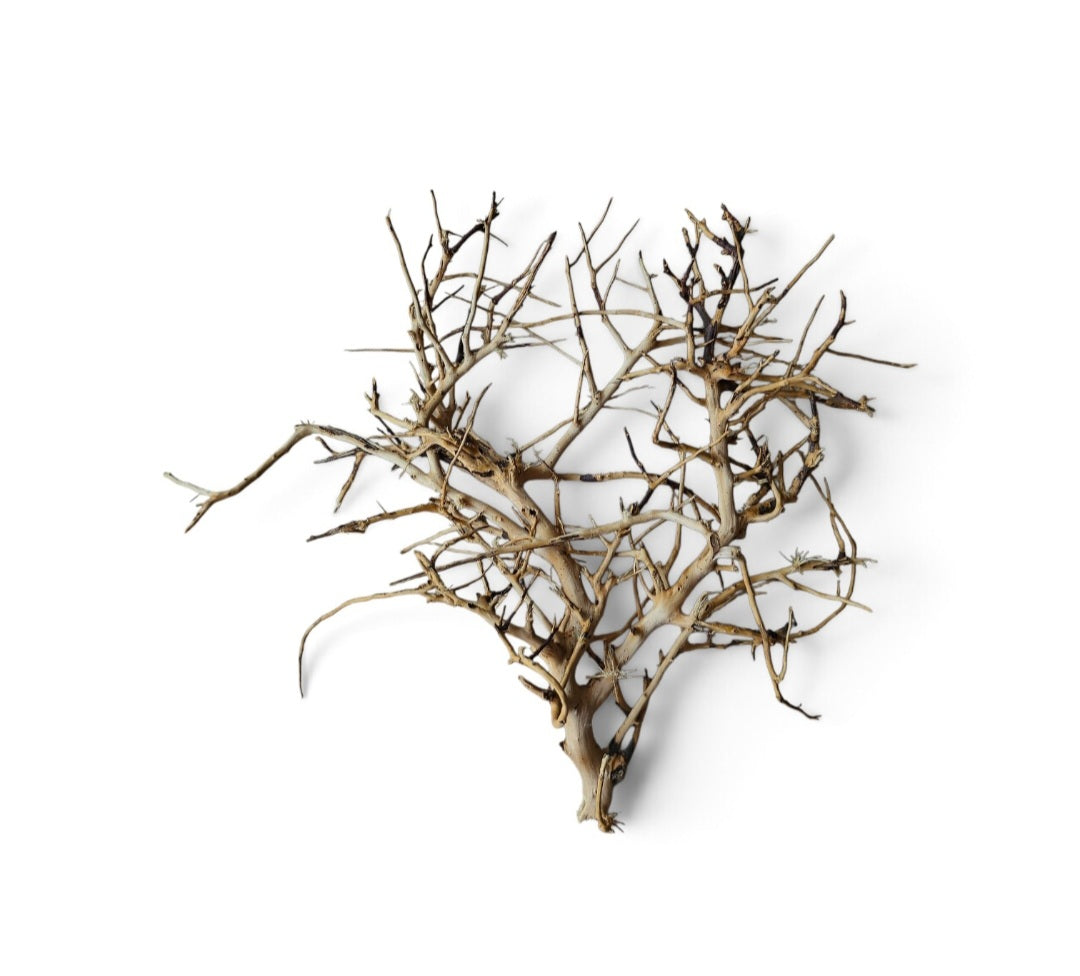 Small tree branches  Nr.666