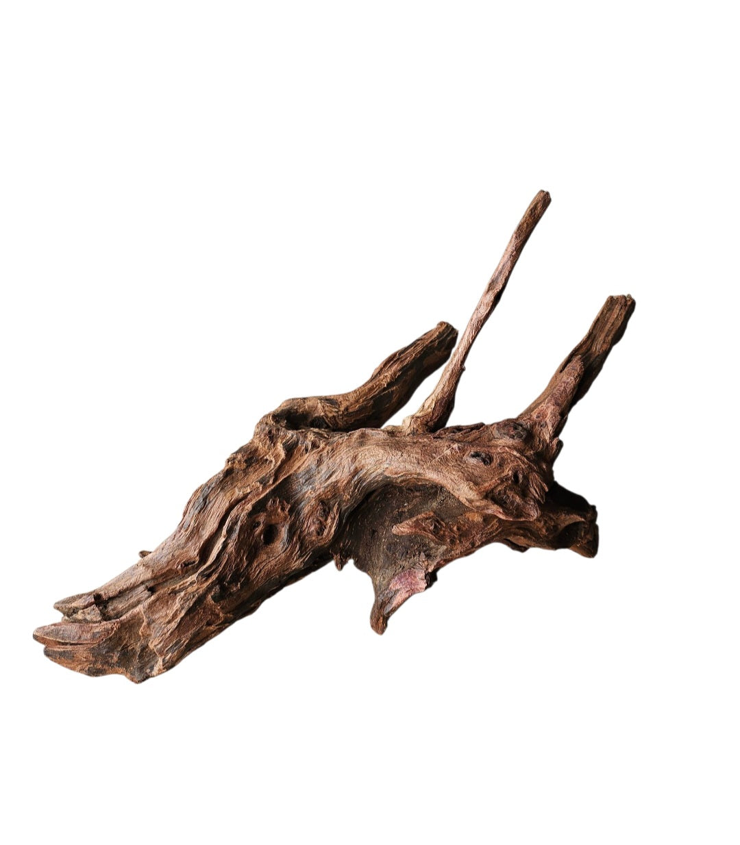 Driftwood / Flusswurzel   Nr.244