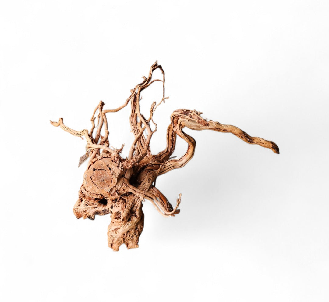 Dragon Wood / Curl Wood  Wurzel407
