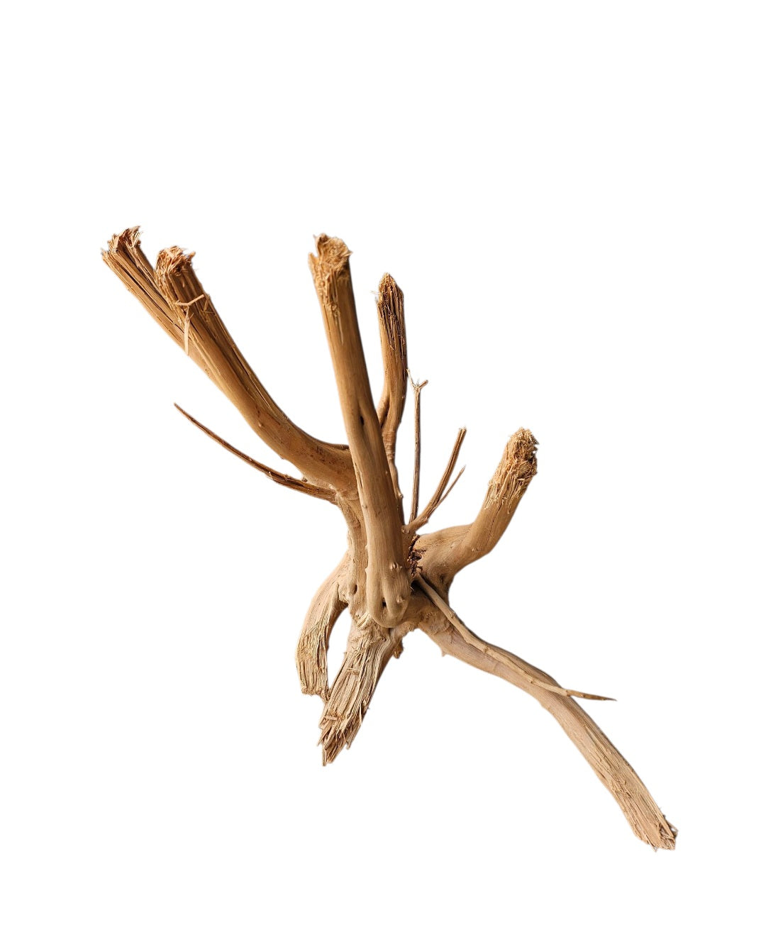 WIO Tree Trunk Wood  Wurzel 300
