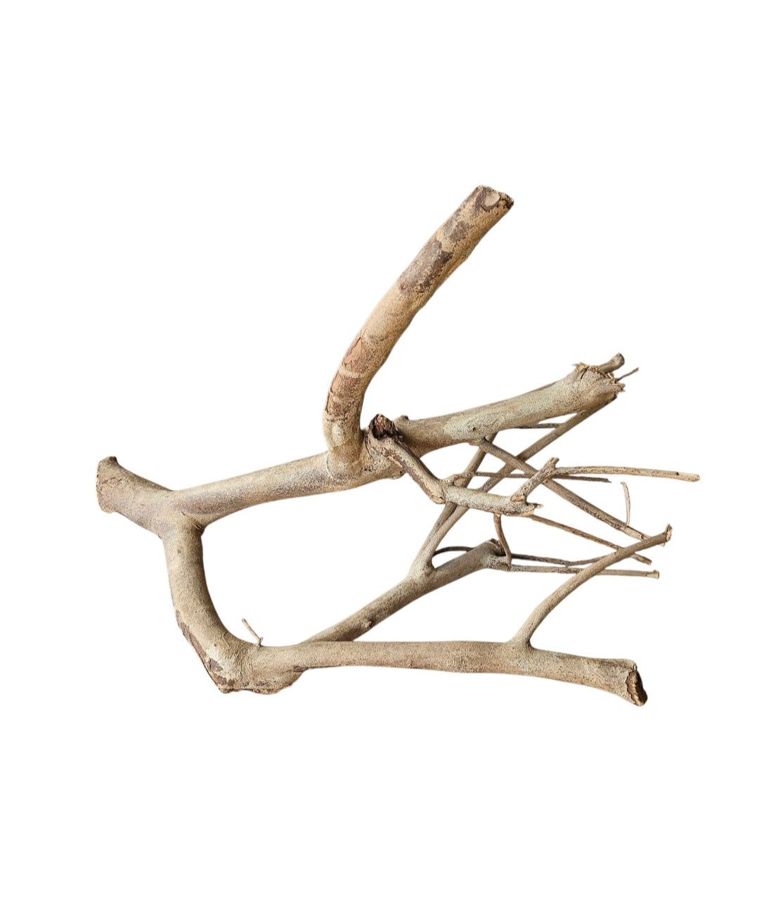 Talawa Holz/Wood  30-45cm   Wurzel774