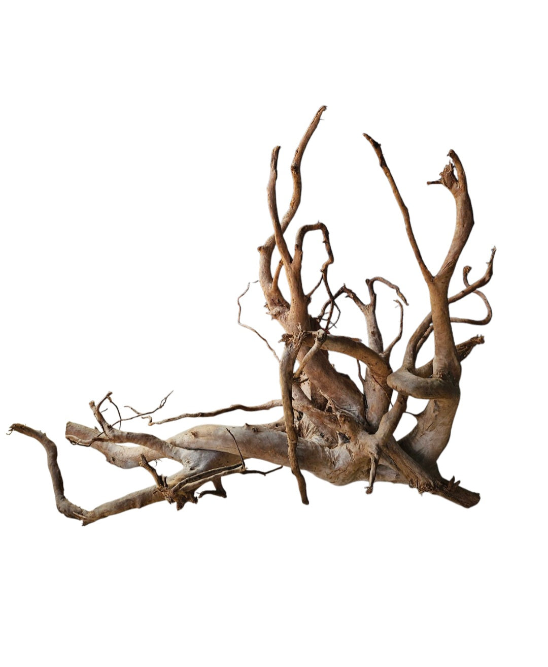 Dunkle Moorwurzel 40-55 cm   Wurzel385