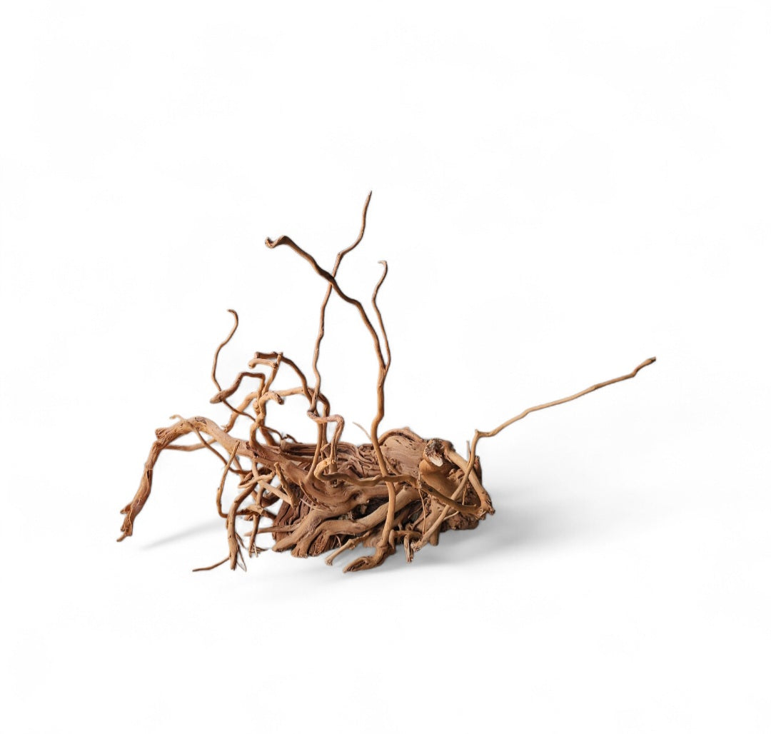 Dragon Wood / Curl Wood  Wurzel328