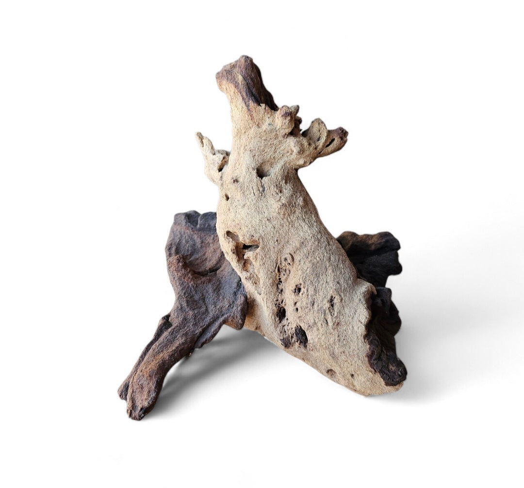 Mopani Wurzel  Nr.685