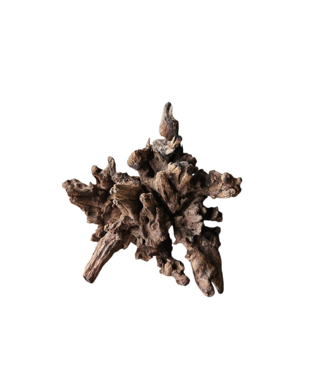 Coral Sinker Wood   Nr.649