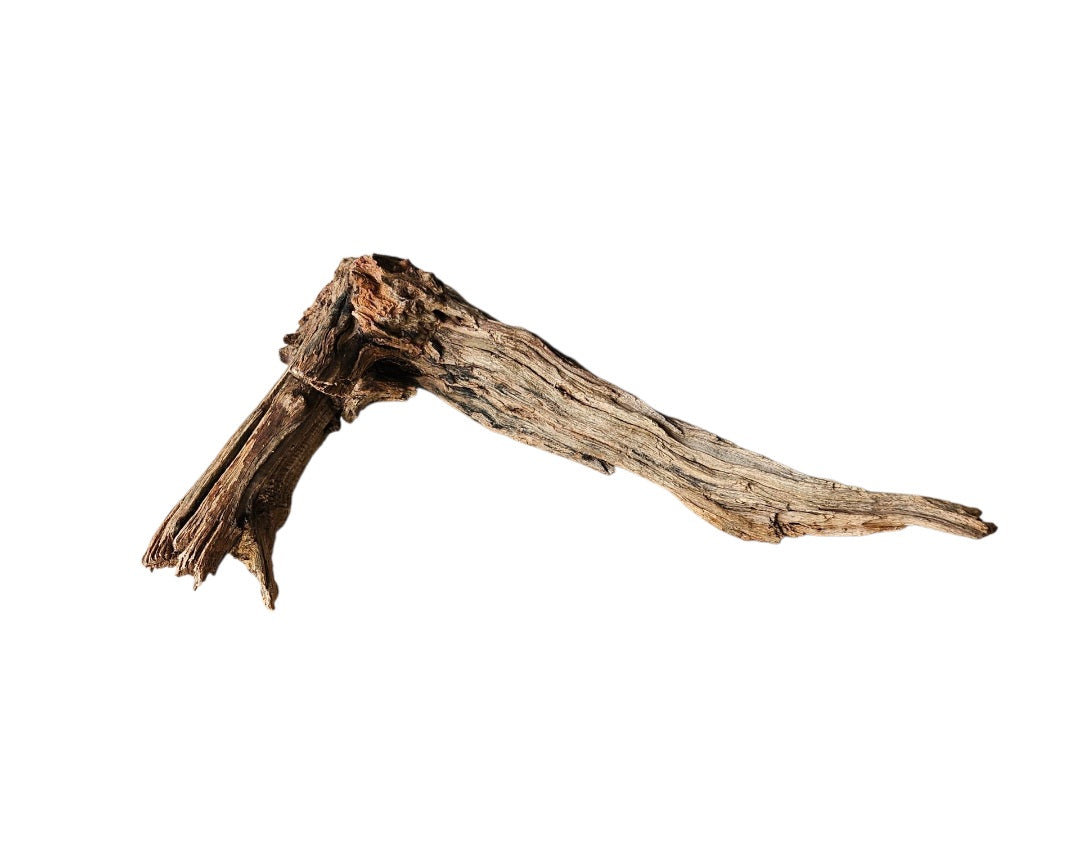 Coral Sinker Wood   Nr.653