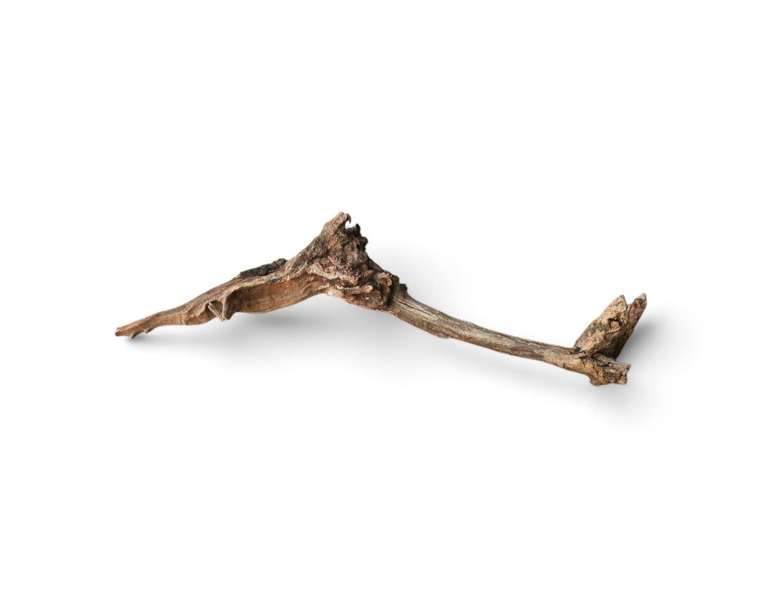 Coral Sinker Wood   Nr.566