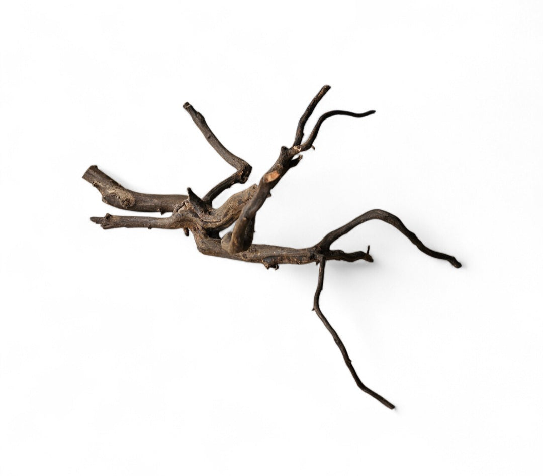 Black Root   Nr.463