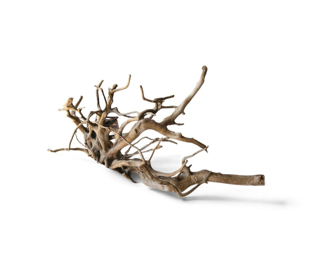Dunkle Moorwurzel 30-40 cm   Nr. 497